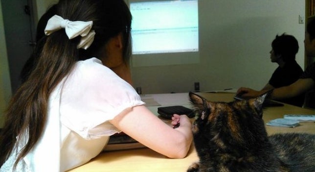 Más productividad y menos estrés: incorpora un gato a la plantilla Más productividad y menos estrés: incorpora un gato a la plantilla