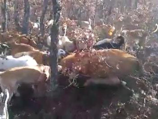 Detenido por matar a una vaca a puñaladas Detenido por matar a una vaca a puñaladas