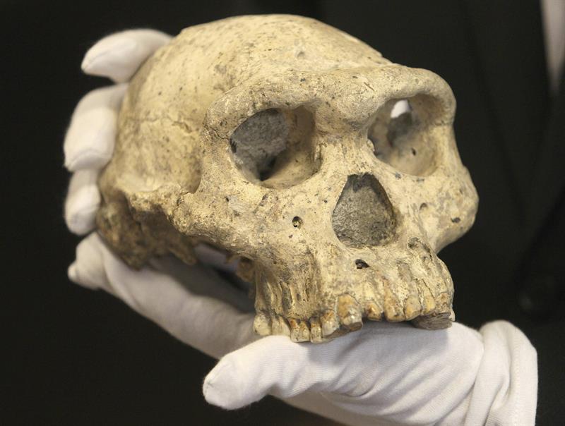 Tertulia Zona Cero: El puzle de la evolución se complica con la aparición de un nuevo homínido Tertulia Zona Cero: El puzle de la evolución se complica con la aparición de un nuevo homínido