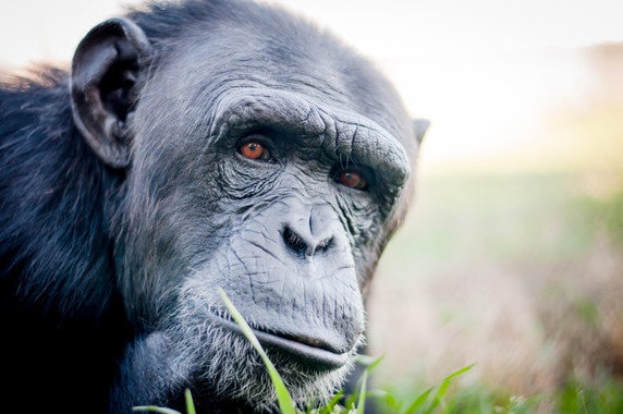 Los primates no son mascotas, pero en España existen muchos de ellos en viviendas de particulares Los primates no son mascotas, pero en España existen muchos de ellos en viviendas de particulares