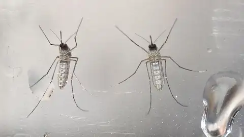 Mosquito virus Zika Mosquito virus Zika