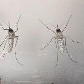 Mosquito virus Zika