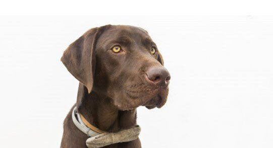 ¿Por qué los perros labradores color chocolate viven mejor? ¿Por qué los perros labradores color chocolate viven mejor?