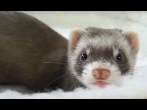 Productos específicos para conejos, hurones y roedores Productos específicos para conejos, hurones y roedores