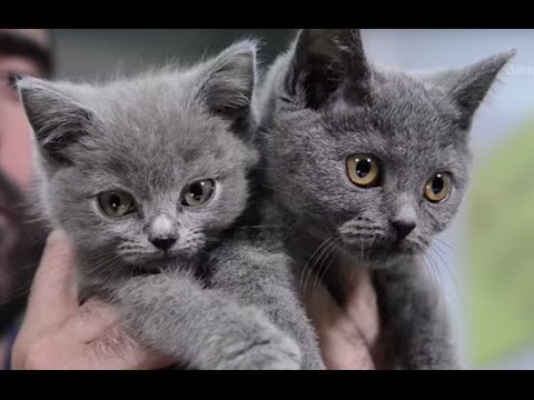 Inyección anticonceptiva o esterilización Inyección anticonceptiva o esterilización