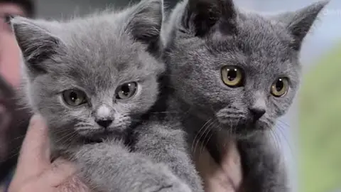 Diferencias entre castración y esterilización Diferencias entre castración y esterilización