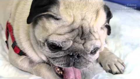 Displasia de cadera en perros de raza peque&ntilde;a