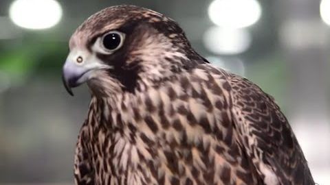 El halc&oacute;n peregrino, el animal m&aacute;s veloz del mundo