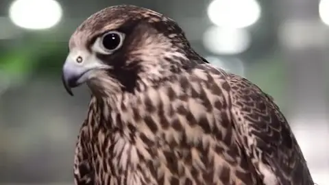 El halcón peregrino, el animal más veloz del mundo El halcón peregrino, el animal más veloz del mundo