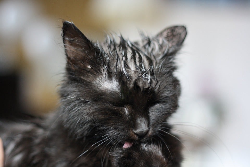 La malta, el mejor amigo del gato La malta, el mejor amigo del gato