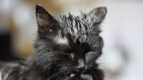 Gato lami&eacute;ndose
