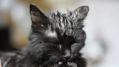 Gato lamiéndose Gato lamiéndose