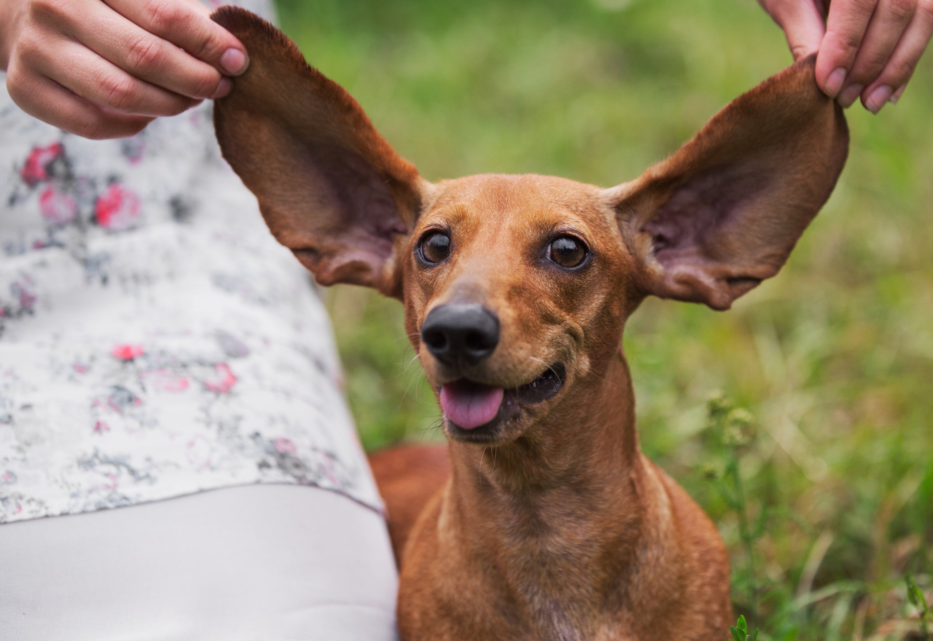 La educación en un perro sordo La educación en un perro sordo