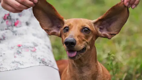 Perro con orejas grandes Perro con orejas grandes