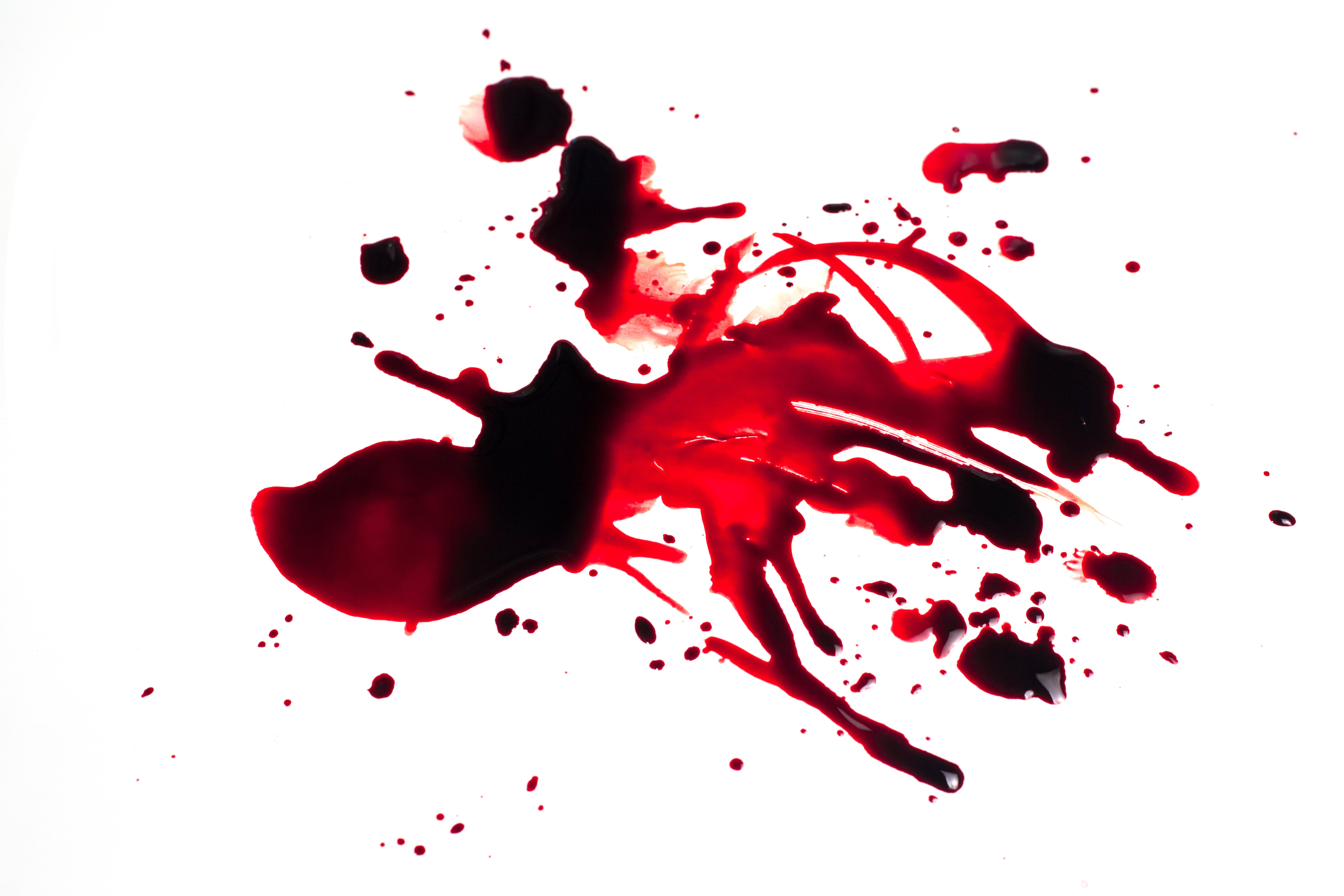 Aparecen muertas y brutalmemte maltratadas dos gatas preñadas Aparecen muertas y brutalmemte maltratadas dos gatas preñadas