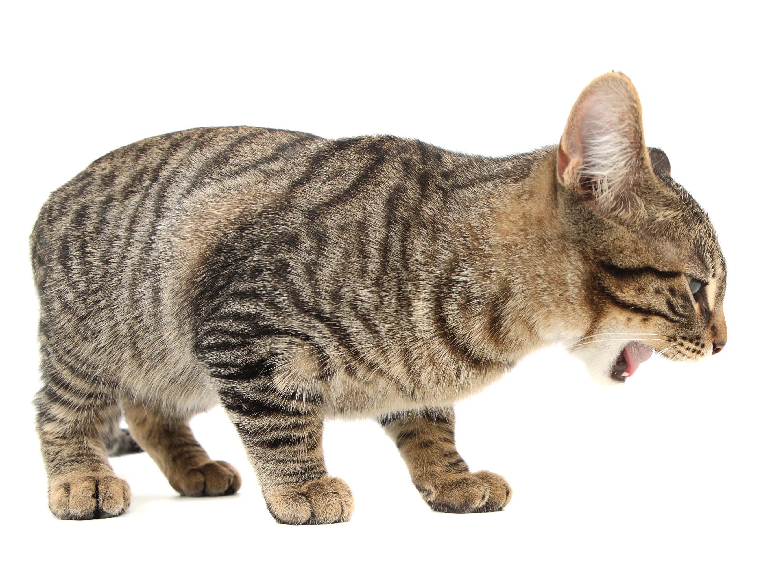 Gatos: Expulsión de bolas de pelo en sitios insospechados Gatos: Expulsión de bolas de pelo en sitios insospechados