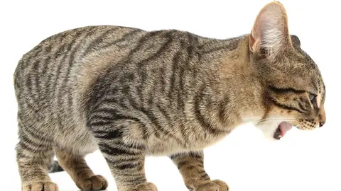 Gato vomitando Gato vomitando
