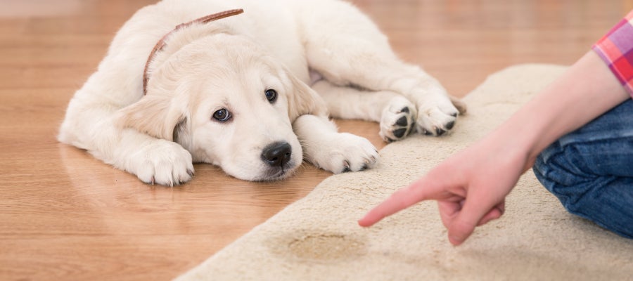 Perro que se orina en casa Perro que se orina en casa