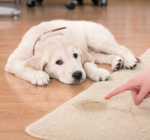 Perro que se orina en casa Perro que se orina en casa