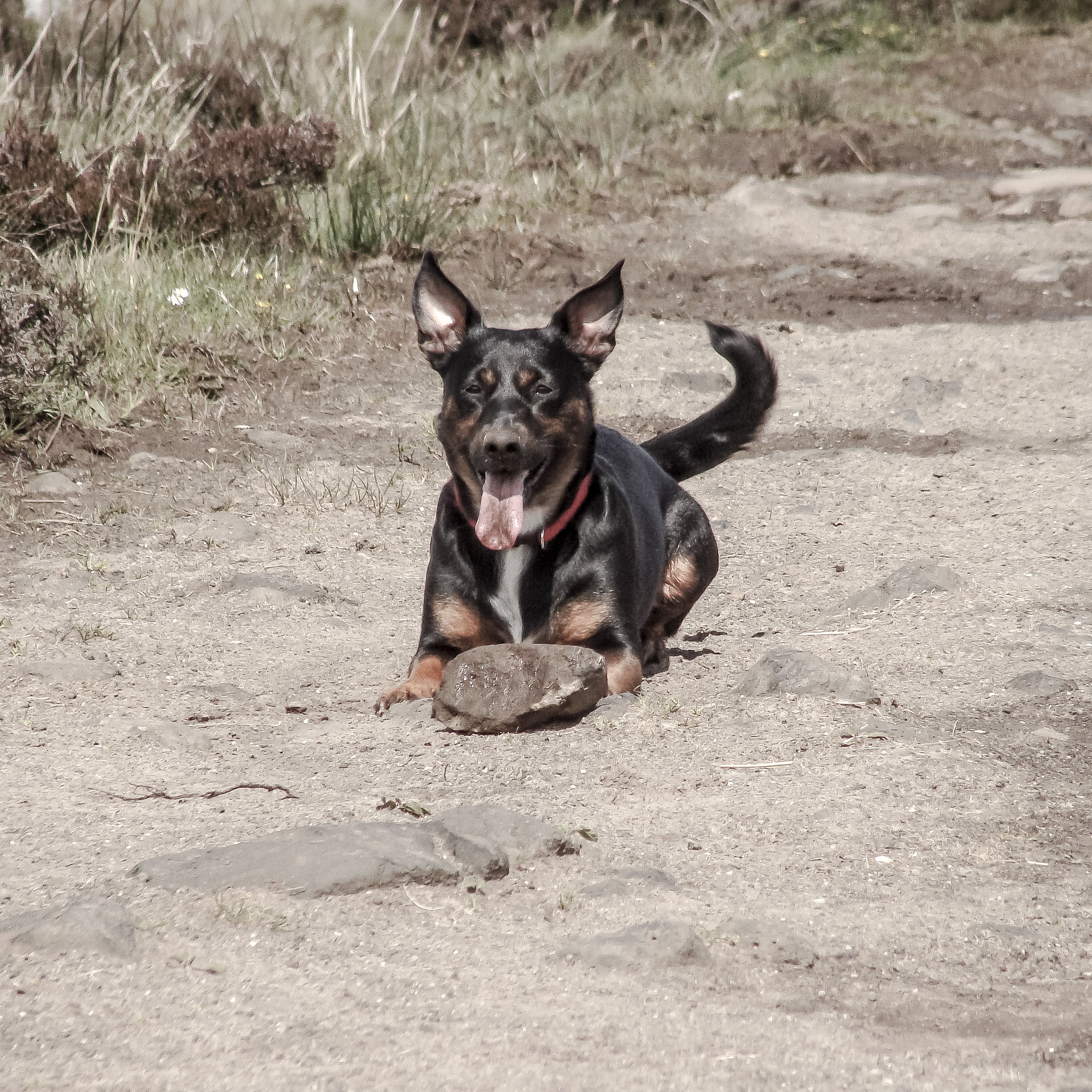 Cómo enseñar a tu perro la orden de "suelta" Cómo enseñar a tu perro la orden de "suelta"