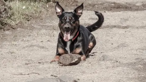 Perro jugando con una piedra Perro jugando con una piedra