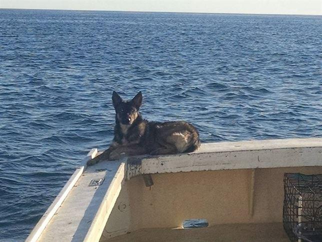 Cachorro aparece en una isla a las 5 semanas de caer de un barco Cachorro aparece en una isla a las 5 semanas de caer de un barco