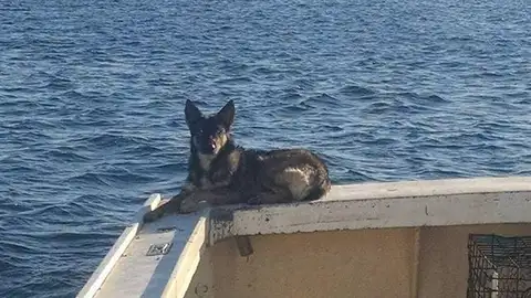 Luna, perra encontrada tras caer al Pacífico Luna, perra encontrada tras caer al Pacífico