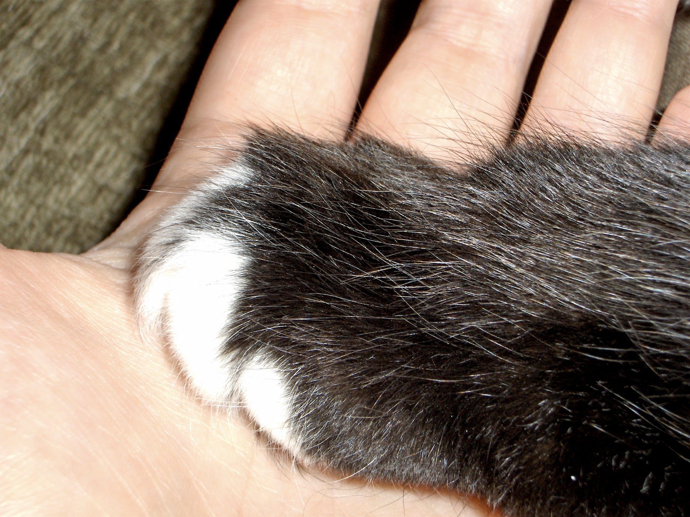 La historia de fuego, el gato que nadie quería cuando el amor se fue La historia de fuego, el gato que nadie quería cuando el amor se fue