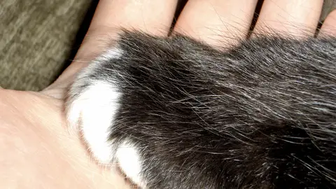 Gato y mano Gato y mano