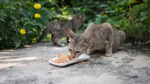 Gato callejero comiendo en la calle Gato callejero comiendo en la calle