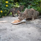 Gato callejero comiendo en la calle