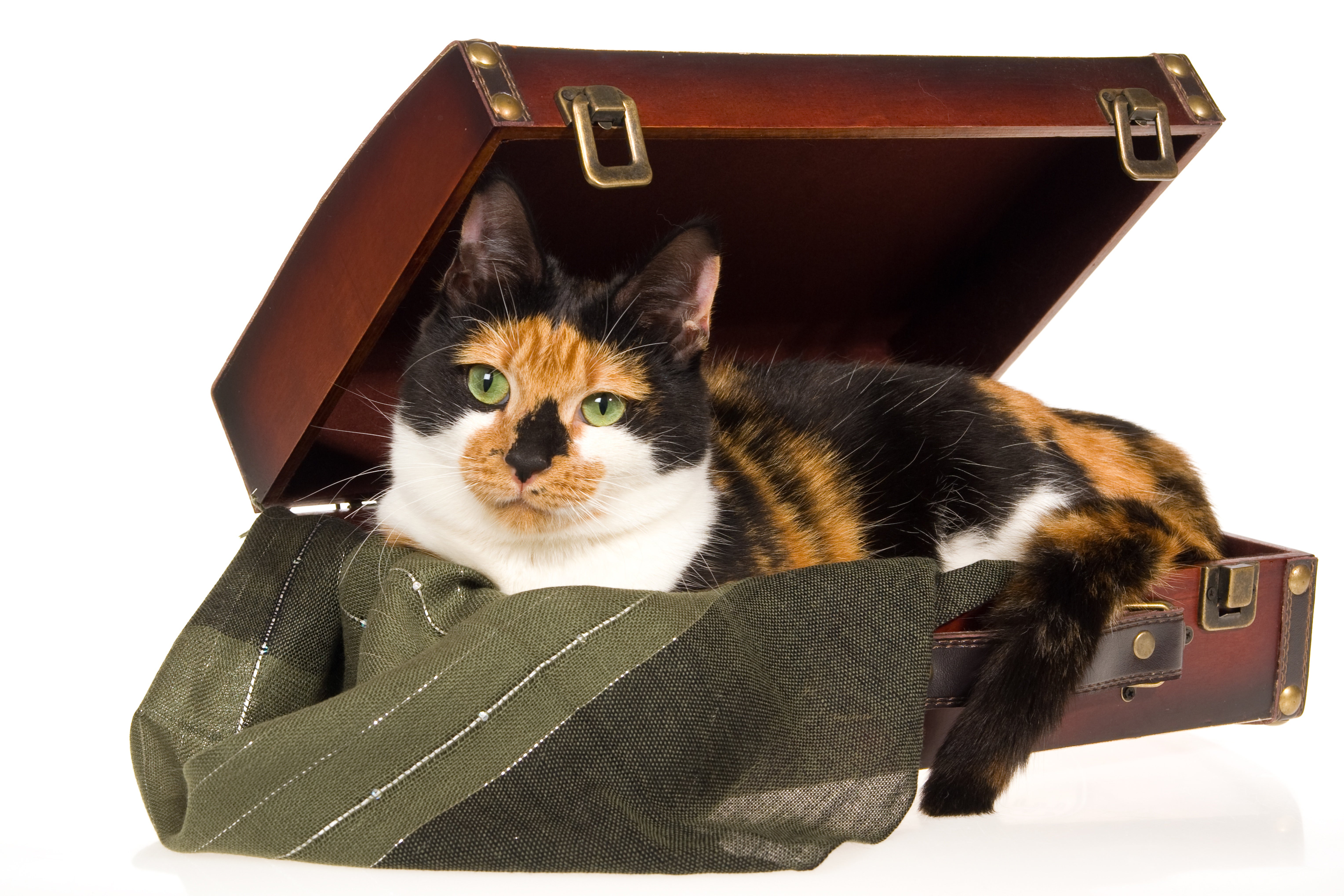 Viajar con tu gato Viajar con tu gato