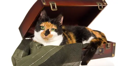 Gato de viaje Gato de viaje
