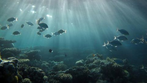 Instant&aacute;nea del Oc&eacute;ano Pac&iacute;fico