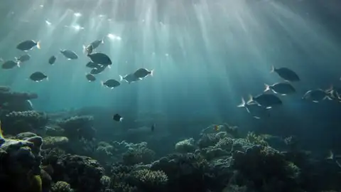 Instantánea del Océano Pacífico Instantánea del Océano Pacífico