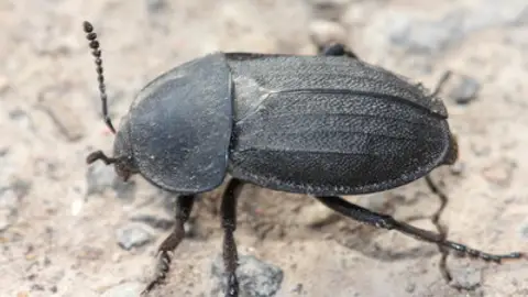 Escarabajo carroñero Escarabajo carroñero