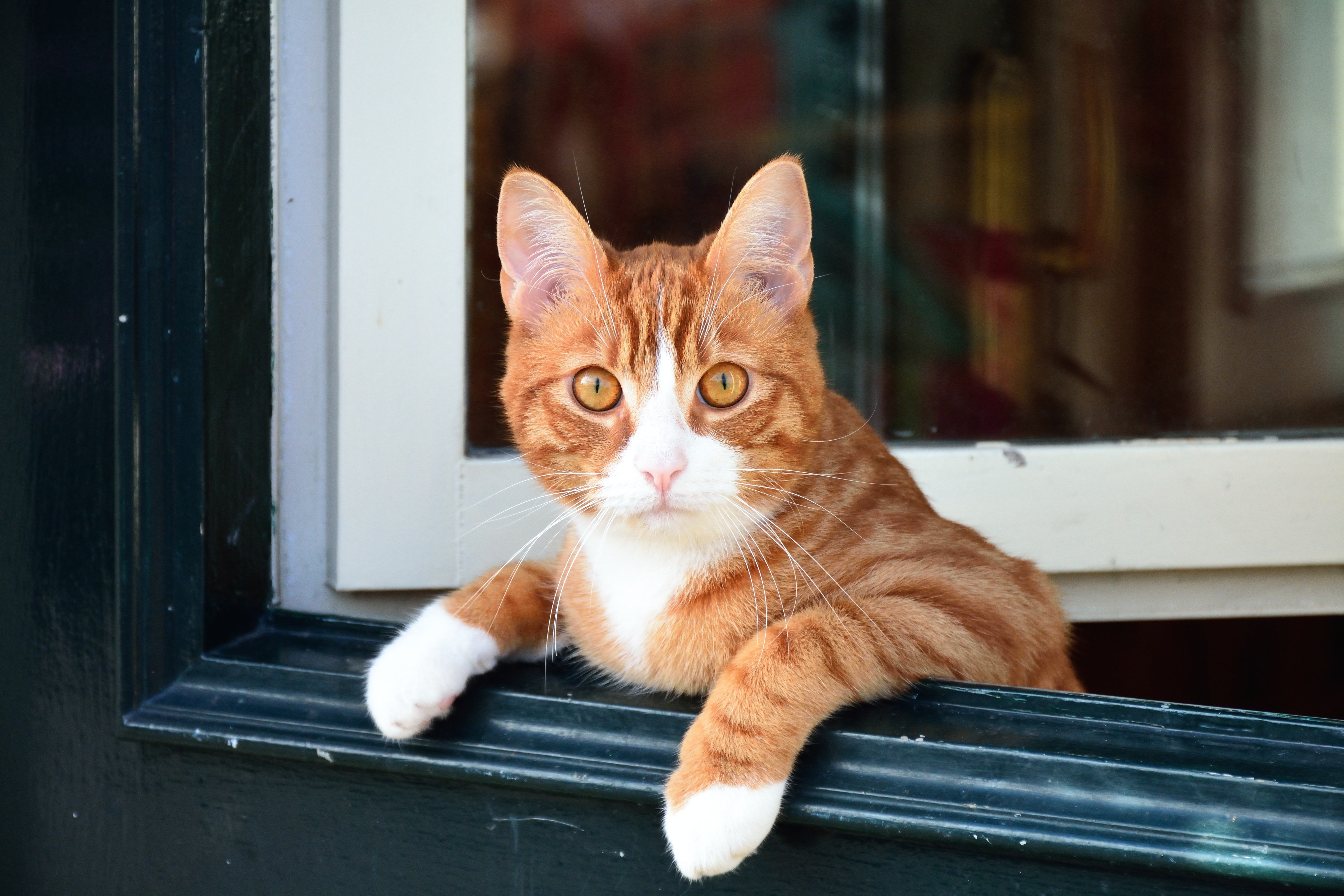 Éstos son algunos de los peligros que tiene el verano para tu gato Éstos son algunos de los peligros que tiene el verano para tu gato