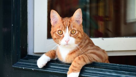 Gato mirando por la ventana