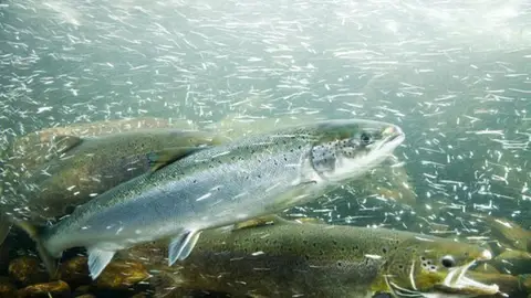 Salmón Salmón