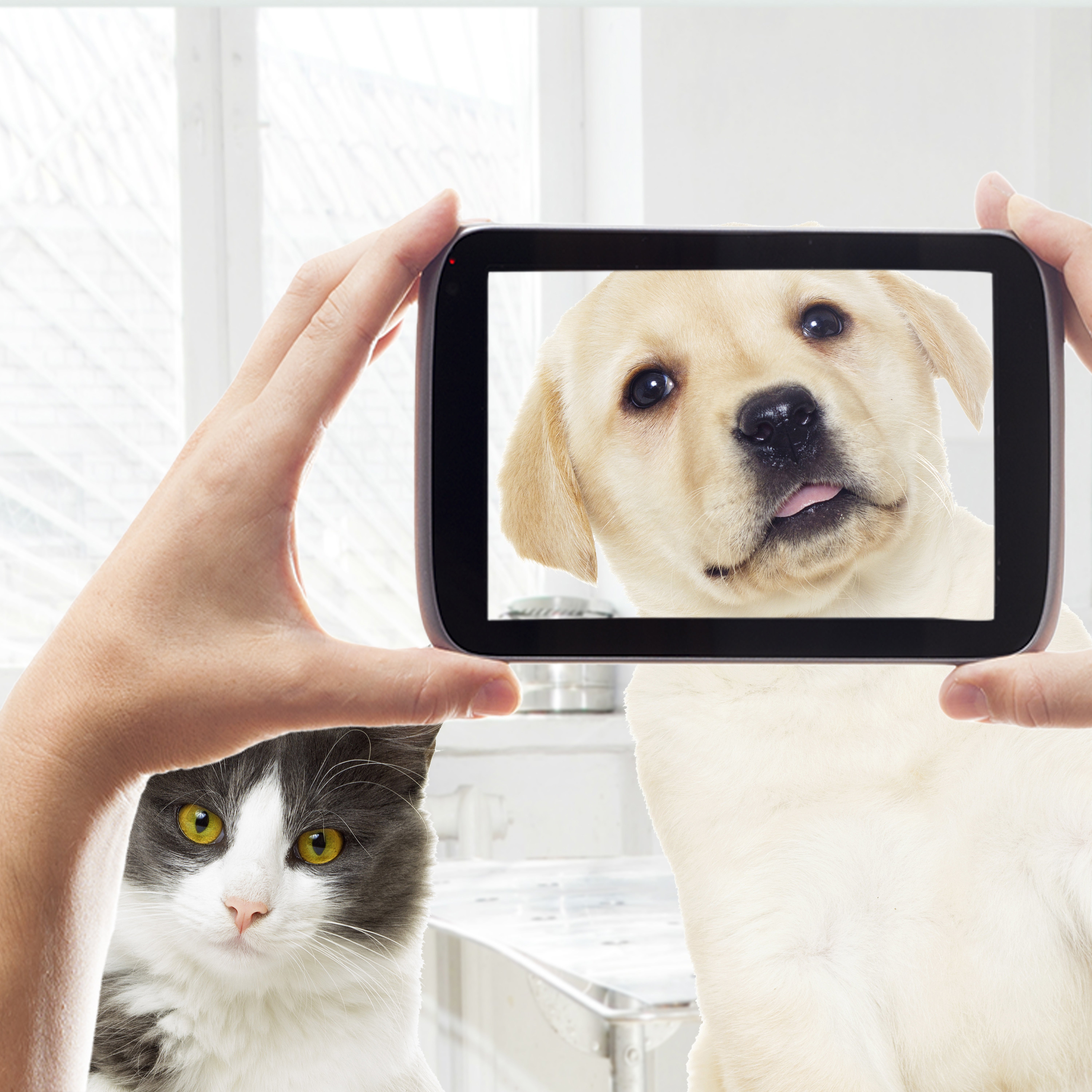 Consejos para hacer buenas fotos a tus mascotas Consejos para hacer buenas fotos a tus mascotas