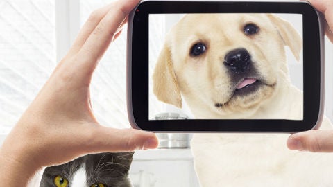 Fotos de perro y gato