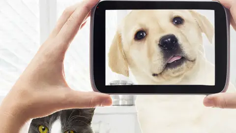 Fotos de perro y gato Fotos de perro y gato