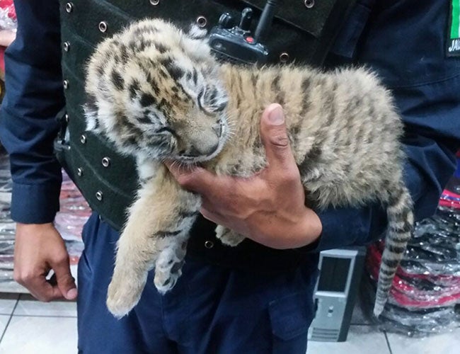Detenido por intentar vender un cachorro de tigre en la calle Detenido por intentar vender un cachorro de tigre en la calle
