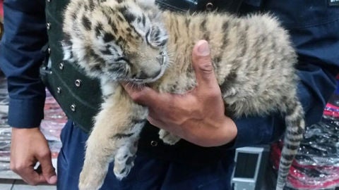 Cachorro de tigre rescatado de la ciudad de M&eacute;xico