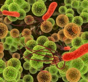 Microbios vistos a través de un microscopio Microbios vistos a través de un microscopio
