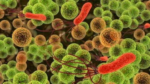 Microbios vistos a trav&eacute;s de un microscopio