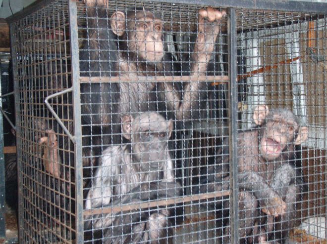 La luz al final del tunel de los chimpancés Tarzán y Loti La luz al final del tunel de los chimpancés Tarzán y Loti