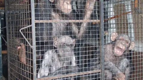 Tarzán y Loti junto a su madre Chita Tarzán y Loti junto a su madre Chita cuando fueron rescatados del circo de Valencia