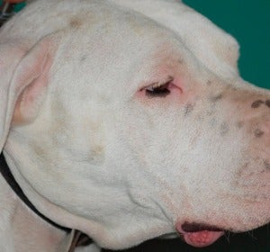 Los perros más peligrosos del mundo Los perros más peligrosos del mundo
