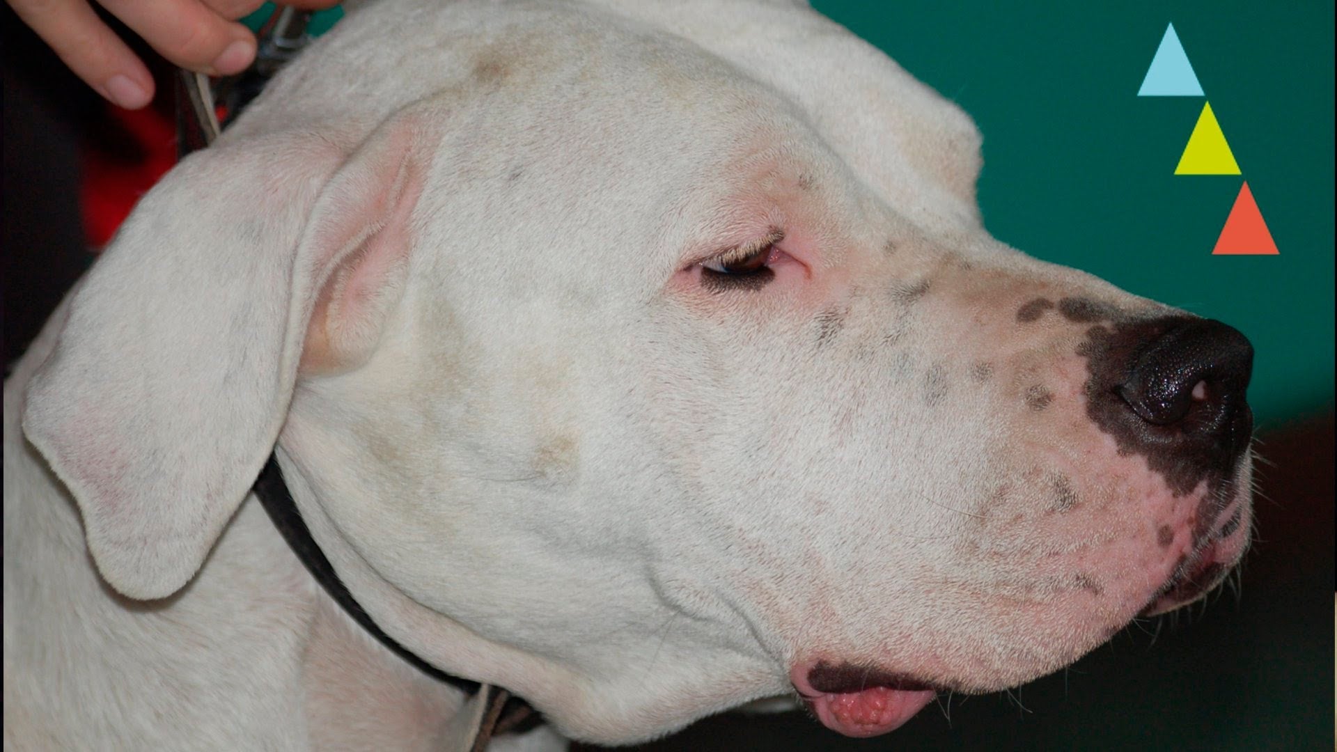 La CUP propone un 'padrino' para animales de raza peligrosa La CUP propone un 'padrino' para animales de raza peligrosa